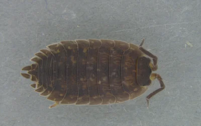 ¿Sabías qué Porcellio scaber es un habitante muy común en las oquedades de los árboles en bosques mediterráneos?