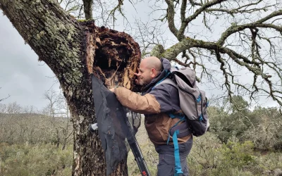 Respuesta de la comunidad saproxílica a los cambios ambientales en bosques mediterráneos: afrontando la amenaza del declive de los insectos (PID2020-115140RBI00)