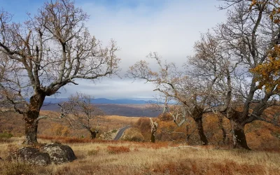 ¿Sabías qué el abandono del manejo tradicional del bosque disminuye la diversidad saproxílica?