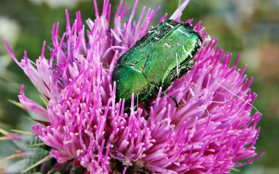 ¿Sabías que algunas especies de coleópteros dependen de las oquedades arbóreas para vivir?