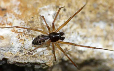 ¿Sabías qué algunas especies de araña viven sólo en las oquedades de los árboles?